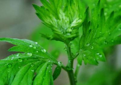 夏天养那些植物可以驱蚊