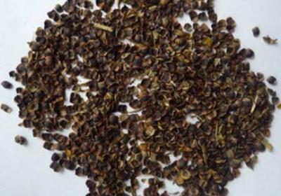 大花金鸡菊怎么播种