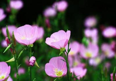 月见草怎样播种