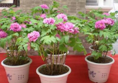 盆栽牡丹花的方法
