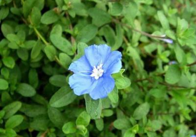 蓝星花的四季养护要点