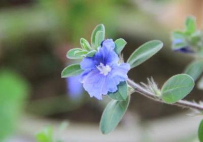 蓝星花如何扦插