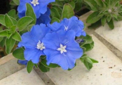 蓝星花怎么播种