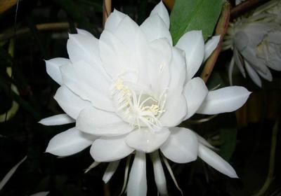 昙花换盆注意事项