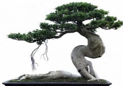 榕树盆景怎么嫁接