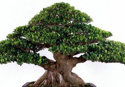 榕树盆景怎么修剪