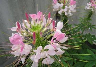 醉蝶花什么时候播种