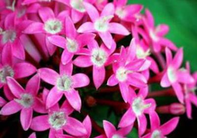 繁星花怎么播种