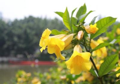 黄蝉怎么进行移栽