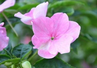 凤仙花花期养护