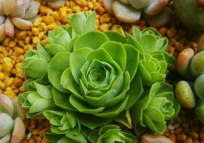 山地玫瑰的繁殖方法