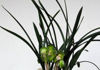 怎么让兰花多开花