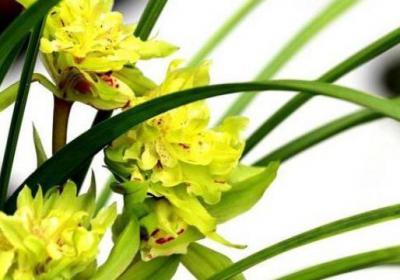 怎么给兰花施肥