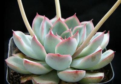 花月夜开花了需要剪掉花剑吗