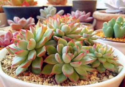 多肉植物能闷养吗