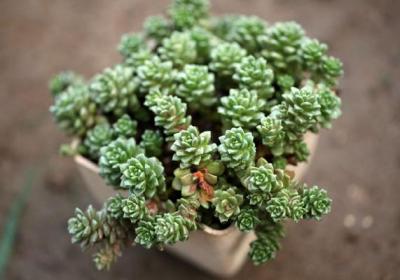 六月多肉植物养护要点