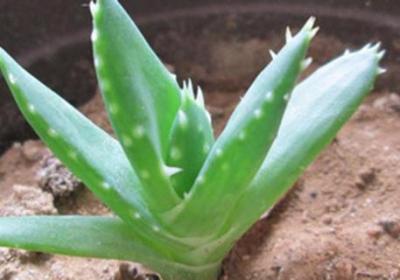 多肉植物四月养护要点