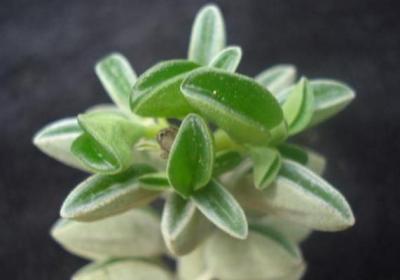 斧叶椒草的繁殖方法有哪些