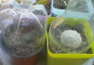 星球可以闷养吗