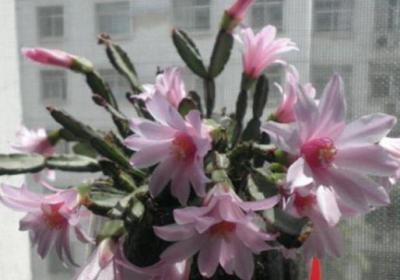 落花之舞怎么施肥
