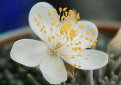 白花韧锦怎么换盆