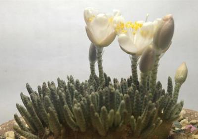 白花韧锦不开花怎么办