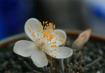 白花韧锦需要施肥吗
