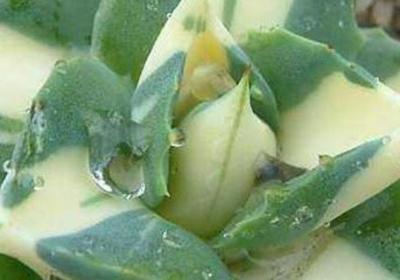 多肉雷神怎么浇水