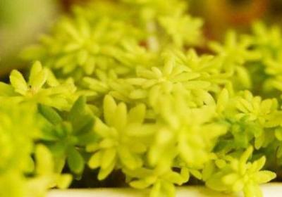 黄金万年草徒长怎么办