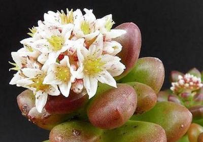 各个品种多肉植物开花该如何应对