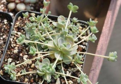 子持年华四季养护方法