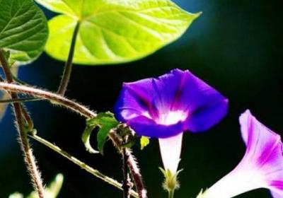 牵牛花的播种方法