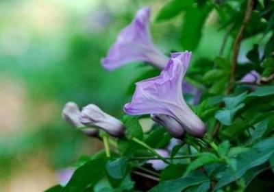 牵牛花怎么修剪
