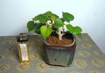 用茶叶水洗菜水浇美叶凤尾蕉好吗