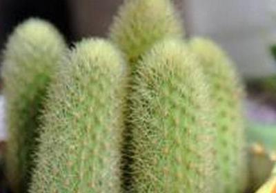 金手指的种植搭配