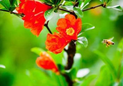 石榴花的四季养护方法
