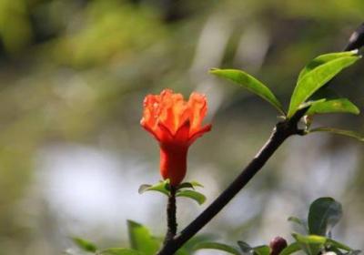 石榴花的施肥方法