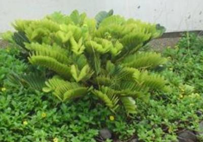 美叶凤尾蕉的栽培与繁殖