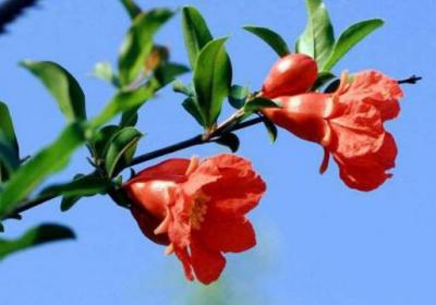 怎么让石榴花多开花