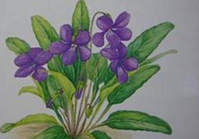 不开花就结种的“紫花地丁”