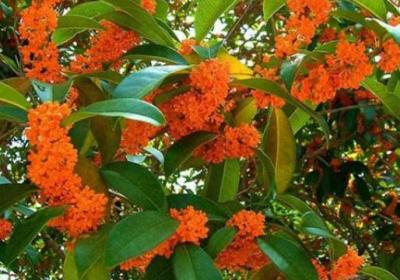 如何给桂花整形剪枝