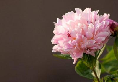 芍药怎么种