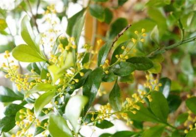 米兰花不开花怎么办