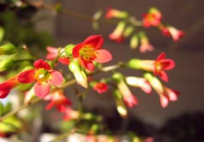 宫灯长寿花夏天怎么养