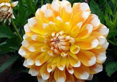 怎么使大丽花矮化