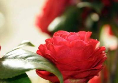 怎么正确给花浇水