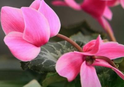 仙客来的花期养护措施