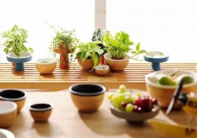 养花的9大误区,不要再“摧残”你家的植物了！
