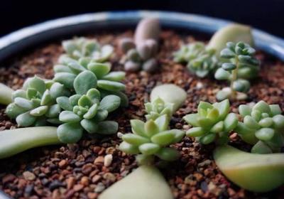 多肉叶插小技巧,90%出苗率！