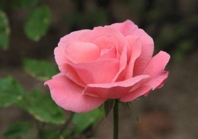 如何使月季花开得更美更香